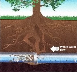 Tree Root Progression