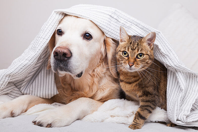Two furry friends cuddled under blanket