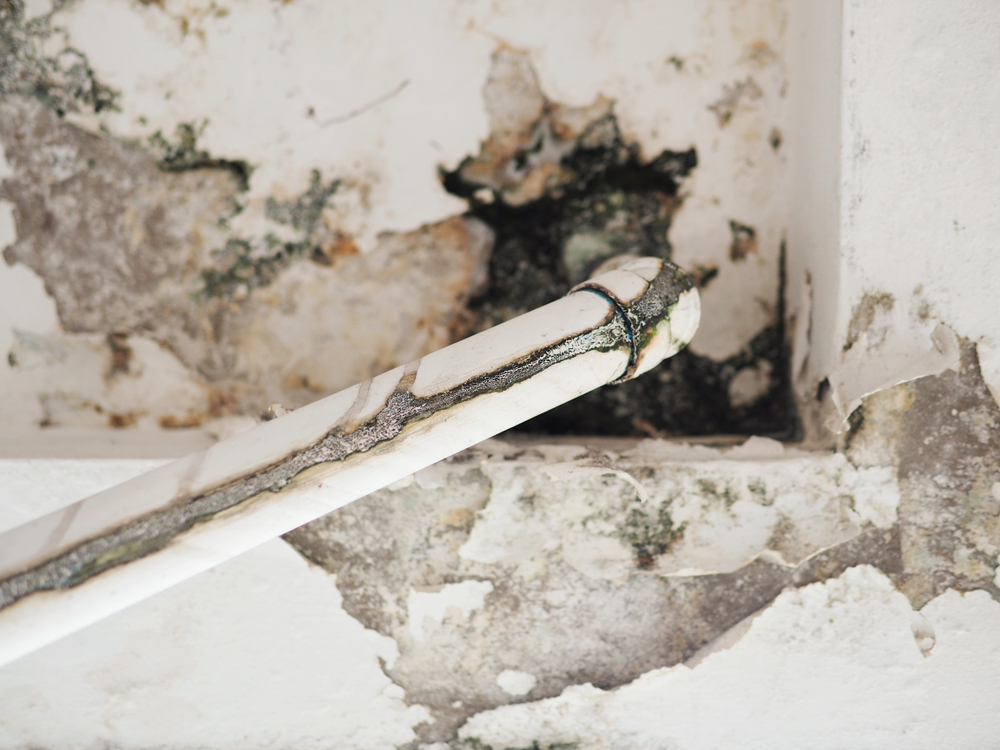 mold in plumbing